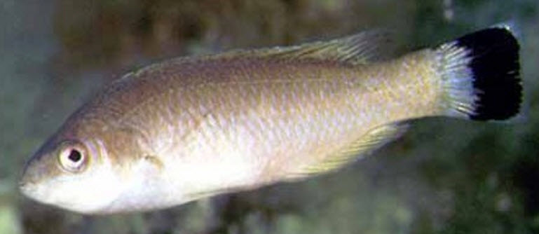 Symphodus melanocercus_000008